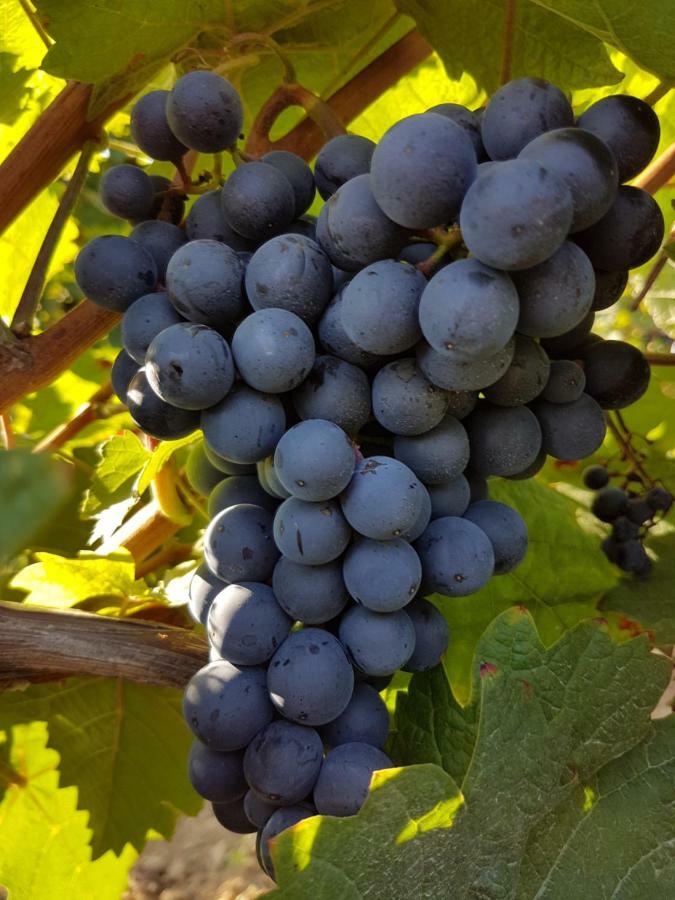 Weingut & Gaestehaus Nagel Kapellen-Drusweiler Экстерьер фото